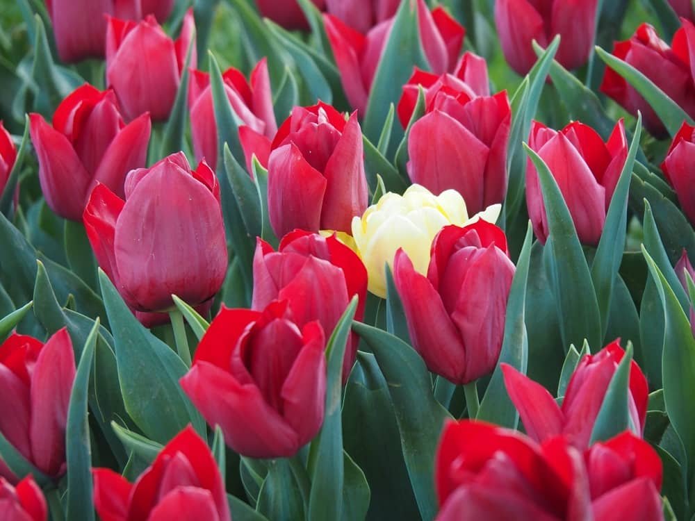 <h2><strong>Why Choose Us : </strong></h2>
<br />
1. Inbound and Outbound Tour Operation.<br />
2. Group Tour organize from Kolkata.<br />
3. Reasonable Rate, Value of Money.<br />
4. Special Care for Senior Citizens.<br />
5. India Tour with Reason